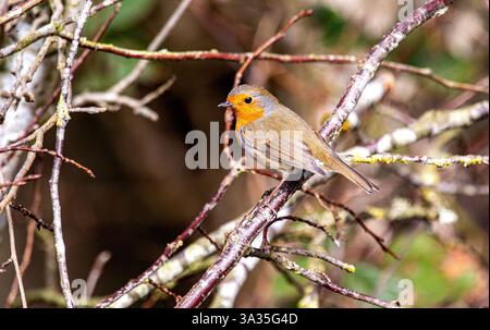 Dundee, Tayside, Scozia, Regno Unito. 14 marzo 2025. Meteo nel Regno Unito: A Dundee, in Scozia, il bel sole primaverile è caratterizzato dalla bellezza naturale di un uccello Robin Redbreast arroccato sui rami degli alberi che risponde ai suoni stridenti provenienti da uno smartphone e posa per le fotografie. Crediti: Dundee Photographics/Alamy Live News Foto Stock
