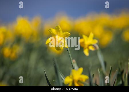 I narcisi fioriscono in una giornata di primavera assolata Foto Stock