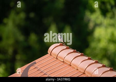 Una vista serena di una rossa nera appollaiata su un tetto con uno sfondo boschivo sfocato, che enfatizza la tranquillità e la bellezza della natura. Foto Stock