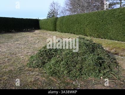 Una siepe appena rifinita delinea il bordo di un giardino ben tenuto, con una grande pila di ritagli verdi raccolti in primo piano. Il verde brillante Foto Stock