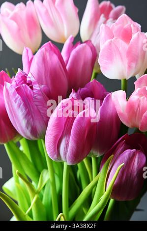 Uno splendido primo piano di un bouquet di tulipani rosa in piena fioritura, che mostra i loro delicati petali e le vivaci sfumature. I toni rosa e magenta tenui cont Foto Stock