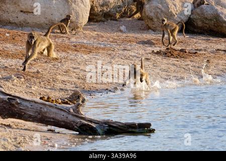 Babbuini Chacma (Papio ursinus), giovani che inseguono l'acqua con una scia di spruzzi, Parco Nazionale del Chobe, Botswana, Africa Foto Stock