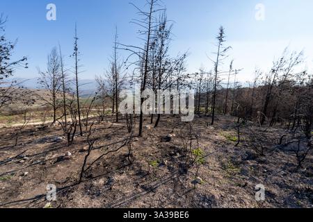 Una foresta nelle montagne della Galilea bruciò dopo il bombardamento di Hezbollah Foto Stock