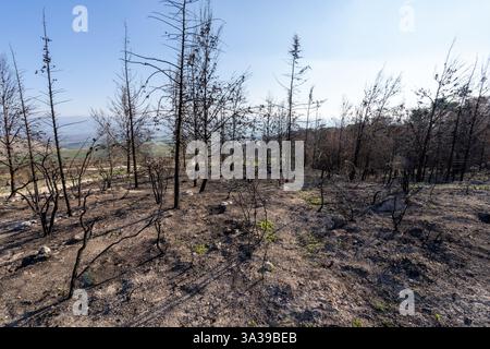 Una foresta nelle montagne della Galilea bruciò dopo il bombardamento di Hezbollah Foto Stock