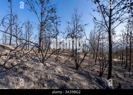Una foresta nelle montagne della Galilea bruciò dopo il bombardamento di Hezbollah Foto Stock