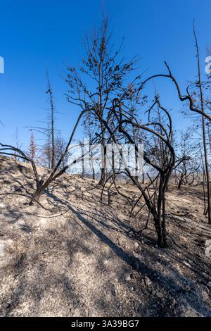 Una foresta nelle montagne della Galilea bruciò dopo il bombardamento di Hezbollah Foto Stock