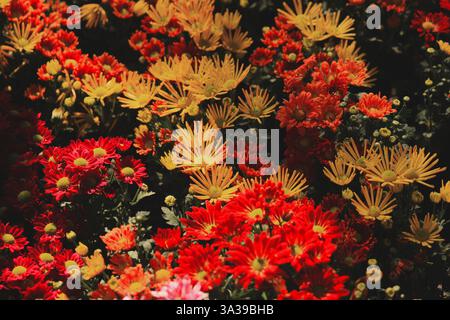 Una splendida e vibrante disposizione floreale caratterizzata da splendidi fiori rossi e gialli Foto Stock