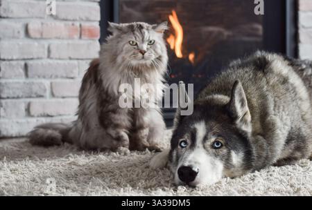Gatto e cane insieme sul tappeto di fronte al caminetto Foto Stock
