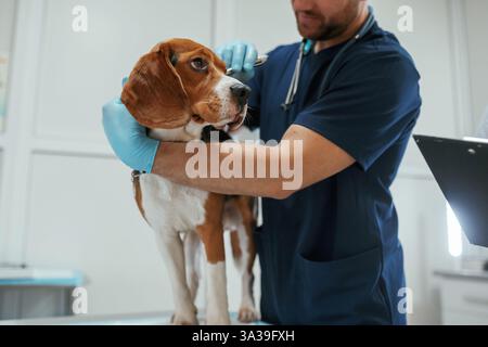 Veterinario maschio sta lavorando con il cane beagle in clinica. Foto Stock