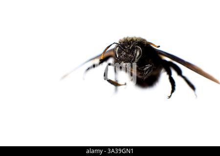 Xylocopa violacea bumblebee su sfondo bianco Foto Stock