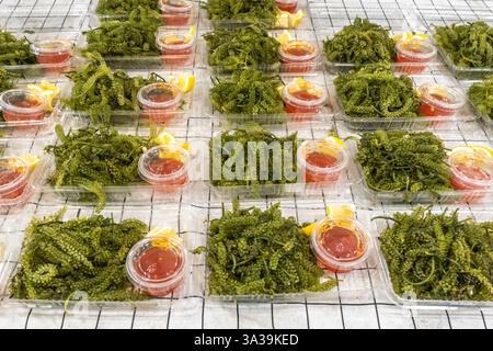 Porzioni di Caulerpa lentillifera, nota anche come uva di mare o caviale verde, mercato notturno Jonker a Malacca Malesia, Foto Stock
