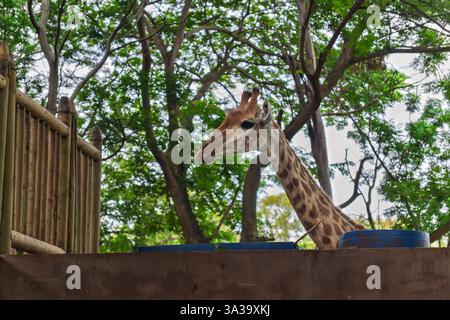 Giraffa che si nutre nel recinto dello zoo con uno sfondo verde lussureggiante. Giraffa che si gode il pasto nel parco naturale. Foto Stock