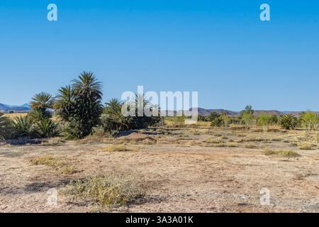 Ouarzazate. Palme del Marocco accanto a una piccola oasi nel deserto del Sahara, Marocco Foto Stock
