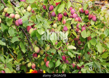 Prugna nel giardino autunnale sullo sfondo di alberi. Raccolta nel cottage del villaggio, la bellezza e i doni della natura Foto Stock