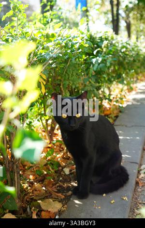 Gatto nero spaventato con spaventato occhi gialli sul marciapiede Foto Stock