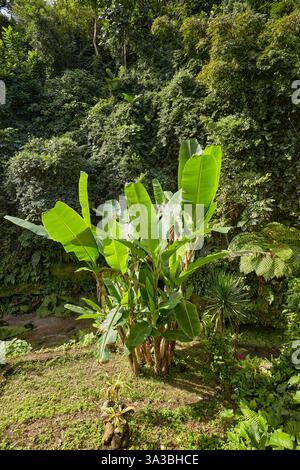 Giovane pianta di banane (Musa acuminata, una specie di banane originaria dell'Asia meridionale) che cresce in un giardino. Ubud, Bali, Indonesia. Foto Stock