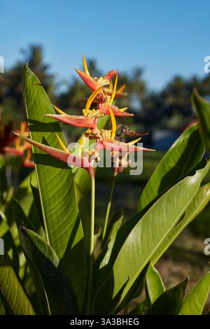 Primo piano del fiore del becco del pappagallo rosso e del fogliame (Heliconia psittacorum). Ubud, Bali, Indonesia. Foto Stock