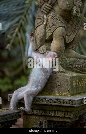 Ritratto di un giovane macaco maschio dalla coda lunga (Macaca fascicularis) in posa presso una statua di pietra nel Santuario della Foresta delle Scimmie Sacre. Ubud, Bali, Indonesia Foto Stock