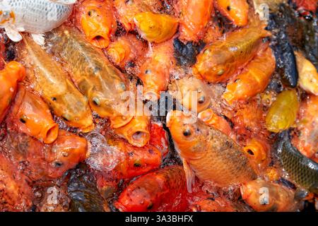 Pesci koi colorati che nutrono la frenesia nello stagno del tempio Tirta Empul (pura Tirta Empul). Tampaksiring, Bali, Indonesia. Foto Stock