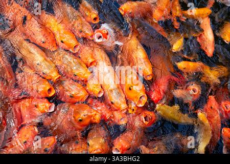 Pesci koi colorati che nutrono la frenesia nello stagno del tempio Tirta Empul (pura Tirta Empul). Tampaksiring, Bali, Indonesia. Foto Stock