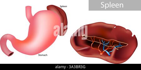 Vista dettagliata dell'anatomia della milza. Illustrazione dello stomaco e della milza dell'apparato digerente umano. Diagramma anatomico di stomaco e milza. Illustrazione Vettoriale