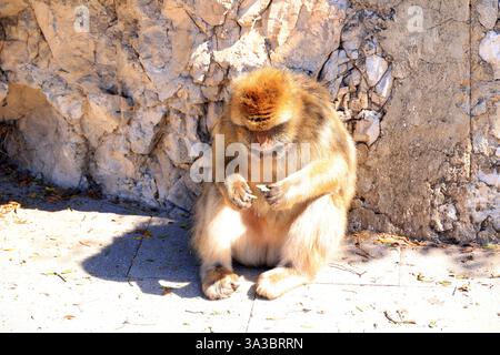 Macachi barbareschi sulla Rocca di Gibilterra, Gran Bretagna Foto Stock