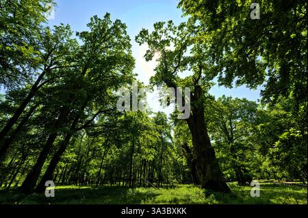Querce millenarie di Ivenack, Germania Foto Stock