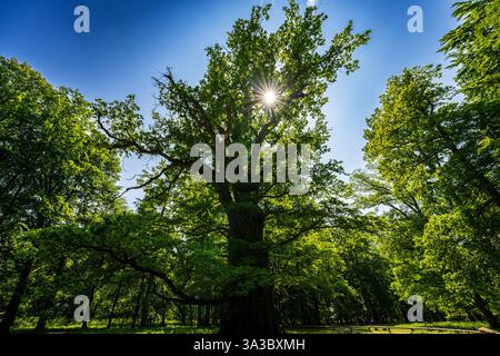 Querce millenarie di Ivenack, Germania Foto Stock