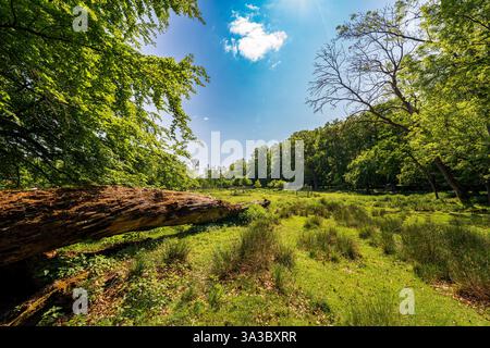 Querce millenarie di Ivenack, Germania Foto Stock