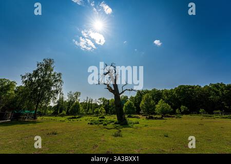 Querce millenarie di Ivenack, Germania Foto Stock