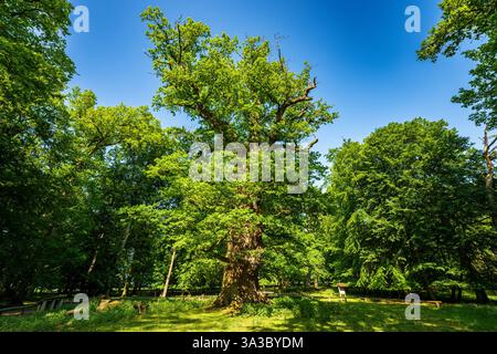 Querce millenarie di Ivenack, Germania Foto Stock