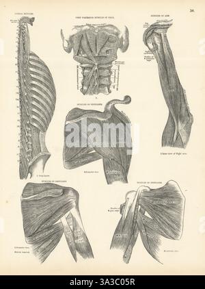 Anatomia. Muscoli dorsali, posteriori del collo, del braccio, della spalla 1880 vecchia stampa antica Foto Stock
