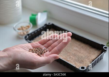 Mano di donna che tiene i semi per la coltivazione di microverdi in un vaso con tappeto di lino. Crescere a casa su un davanzale. Biologico, vegano, vegetariani, cibo sano Foto Stock