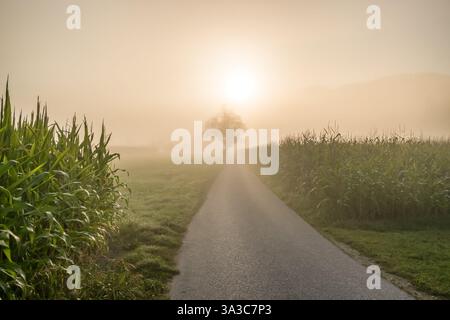 Scenario rurale con un albero solitario accanto a una strada di campagna attraverso un campo di mais in una mattinata nebbiosa. Foto Stock