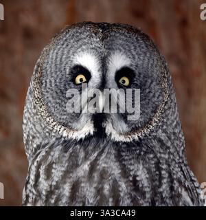 Grande grigio allocco (Strix nebulosa) Foto Stock