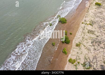 Alberi che crescono sulla costa dell'oceano in Australia Foto Stock