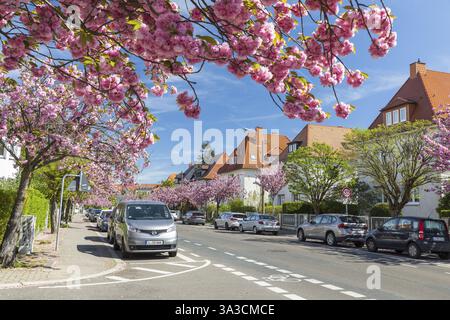 Fiore di ciliegio in primavera, il ciliegio ornamentale giapponese (Prunus serrulata) fiorisce di rosa sulla Holzhaeuser Strasse a Stoetteritz, Lipsia, Sassonia, Germania Foto Stock