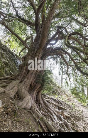 L'albero di tasso di 1000 anni (Taxus) sul Lederberg a Schlottwitz nella valle del Mueglitz, Glashuette, Sassonia, Germania, Europa Foto Stock
