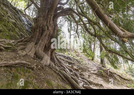 L'albero di tasso di 1000 anni (Taxus) sul Lederberg a Schlottwitz nella valle del Mueglitz, Glashuette, Sassonia, Germania, Europa Foto Stock