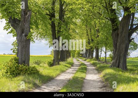 Percorso attraverso il viale di 200 anni di alberi di tiglio, principalmente alberi di tiglio invernali (Tilia cordata), tra Lauske e Nostitz, Weissenberg, Sassonia, Germania Foto Stock