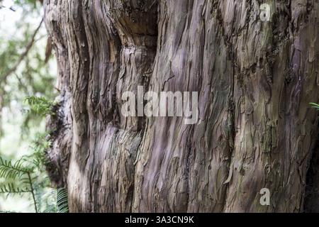 L'albero di tasso di 1000 anni (Taxus) sul Lederberg a Schlottwitz nella valle del Mueglitz, Glashuette, Sassonia, Germania, Europa Foto Stock