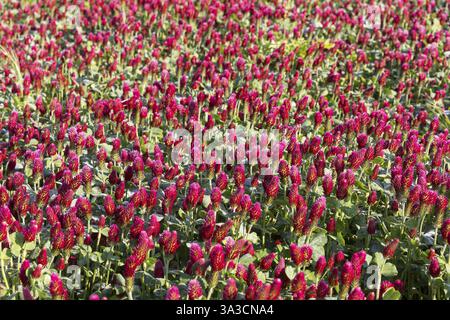 Fiori rossi scuri del trifoglio incarnato (Trifolium incarnatum) in un campo, Sassonia, Germania, Europa Foto Stock
