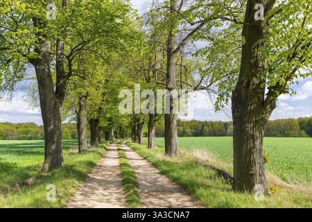 Percorso attraverso il viale di 200 anni di alberi di tiglio, principalmente alberi di tiglio invernali (Tilia cordata), tra Lauske e Nostitz, Weissenberg, Sassonia, Germania Foto Stock