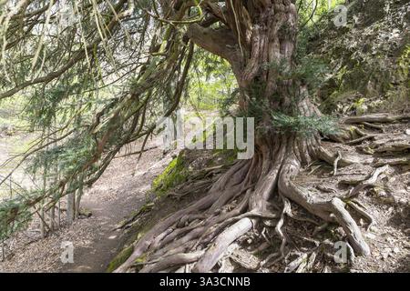 L'albero di tasso di 1000 anni (Taxus) sul Lederberg a Schlottwitz nella valle del Mueglitz, Glashuette, Sassonia, Germania, Europa Foto Stock