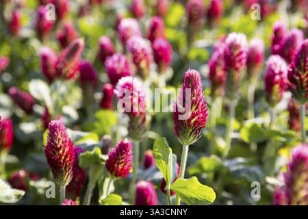 Fiori rossi scuri del trifoglio incarnato (Trifolium incarnatum) in un campo, Sassonia, Germania, Europa Foto Stock