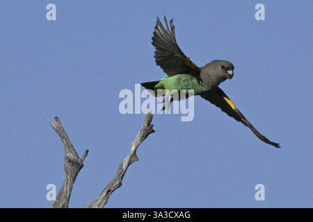 Pappagalli di insetti rossi (Poicephalus meyeri damarensis) che volano lontano da una filiale, Khwai Northwest District, Moremi Game Reserve, Maun, Botswana, Africa Foto Stock