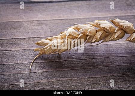 Vista molto ravvicinata su una piccola orecchia di grano su tavola di legno vintage concetto di cibo e bevande Foto Stock