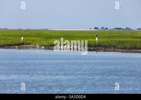 i letti di ostriche tra le alte e lisce corde di Murrells Inlet, South Carolina, in una luminosa giornata estiva. Quest'area è appena a sud della t Foto Stock