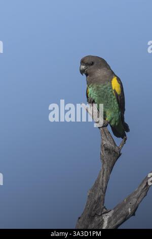 Pappagalli di insetti (Poicephalus meyeri damarensis) seduti su una diramazione secca, Khwai Northwest District, Moremi Game Reserve, Maun, Botswana, Africa Foto Stock