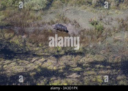 Ippopotamo (Huippopotamus anfibio) nel Delta dell'Okawango Panhandle, Okawango, vista aerea, Botswana, Africa Foto Stock